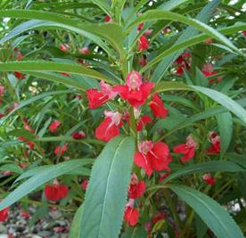 【丝密达海娜花植物草本黑发霜】丝密达海娜花植物草本黑发霜美发加盟