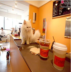 寵物主題咖啡廳