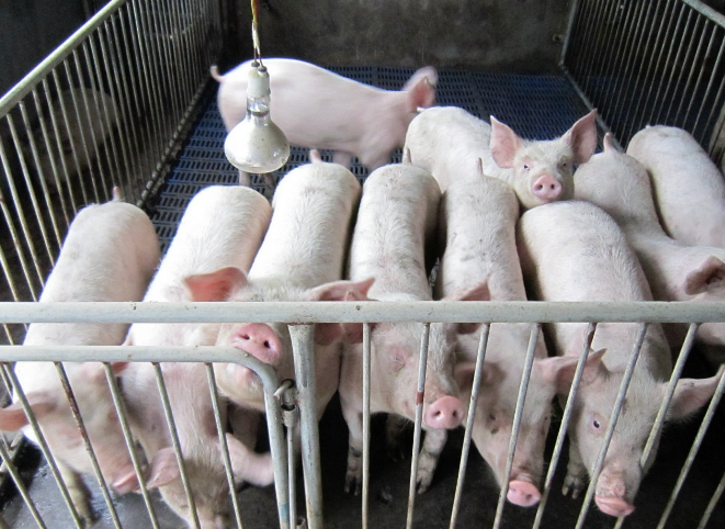 生猪养殖补贴 农村养殖业补贴政策详解