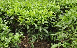 茶树苗种植