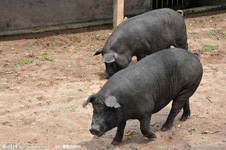 Black pig breeding