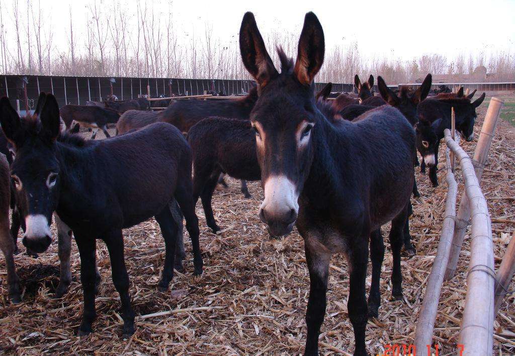  Donkey breeding
