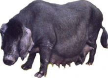  Black wool pig breeding