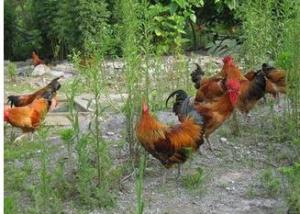  Grass chicken breeding