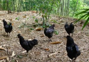  Black bone chicken breeding