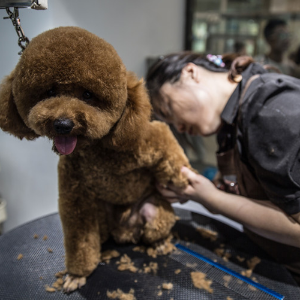 爱狗宠物美容培训加盟