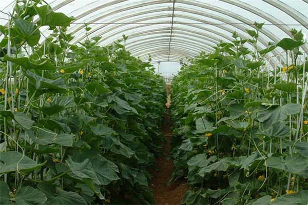 大棚蔬菜种植技术宝典,大棚蔬菜种植技术与管理