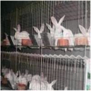  Rabbit breeding