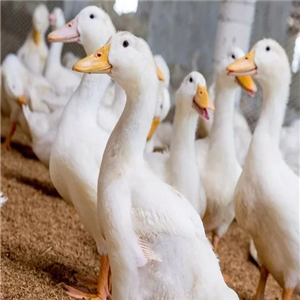  Meat duck breeding franchise