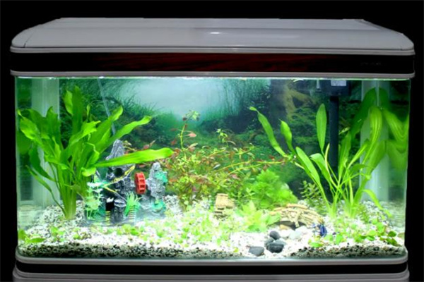 生態水族箱加盟