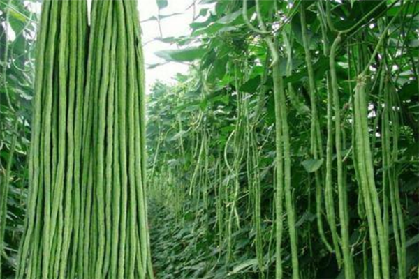 農(nóng)業(yè)化工加盟