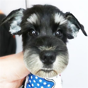 宠物狗美容培训