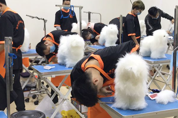 宠物狗美容培训加盟