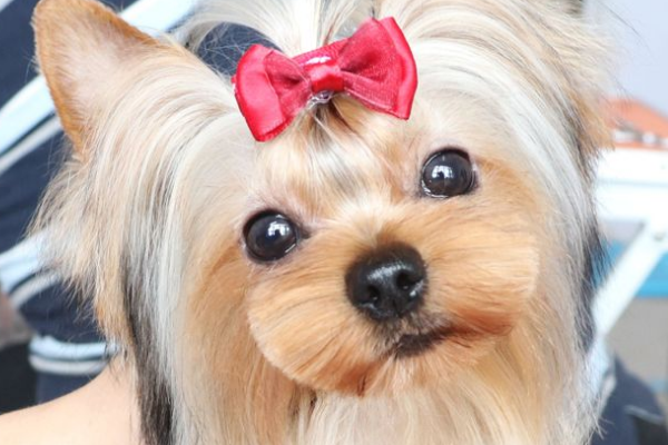 宠物狗美容培训加盟